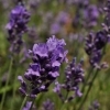 Lavandula angustifolia 'Munstead Strain' -- Lavendel